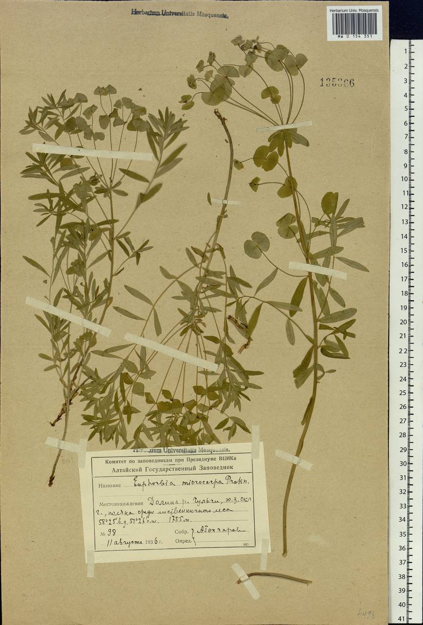 Euphorbia microcarpa (Prokh.) Krylov, Siberia, Altai & Sayany Mountains (S2) (Russia)