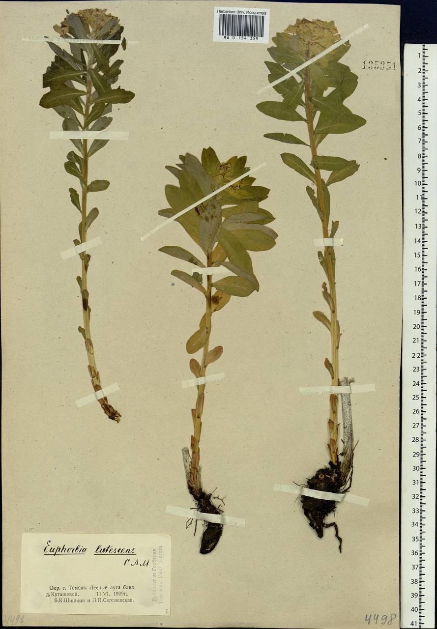 Euphorbia pilosa L., Siberia, Western Siberia (S1) (Russia)
