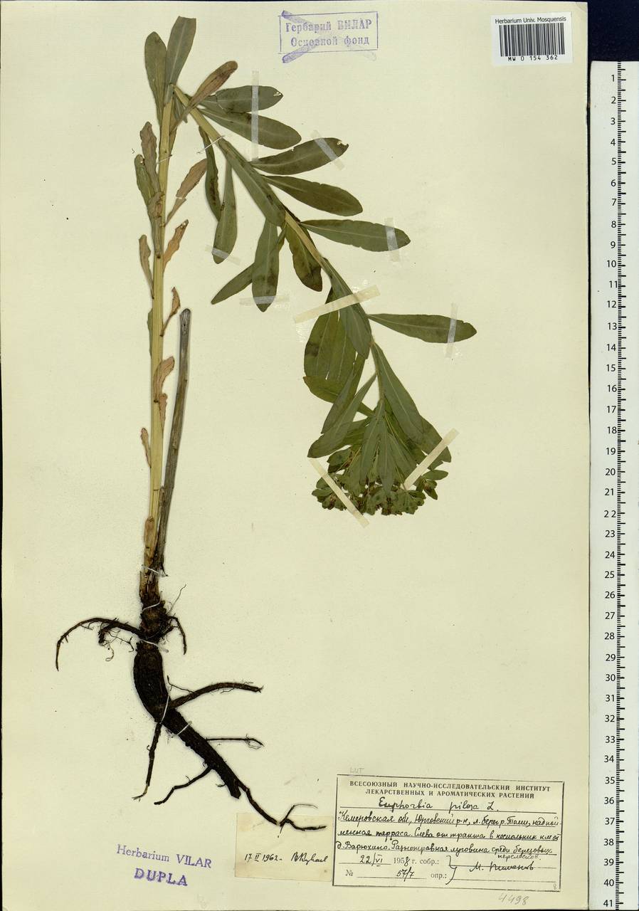 Euphorbia pilosa L., Siberia, Altai & Sayany Mountains (S2) (Russia)
