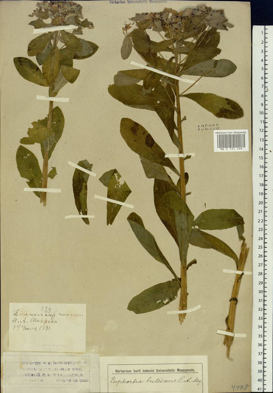 Euphorbia pilosa L., Siberia, Western (Kazakhstan) Altai Mountains (S2a) (Kazakhstan)
