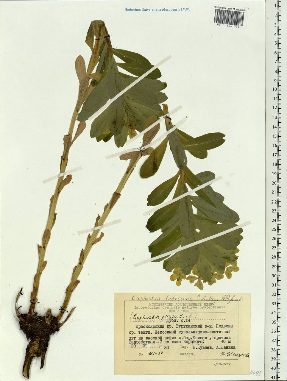 Euphorbia pilosa L., Siberia, Central Siberia (S3) (Russia)