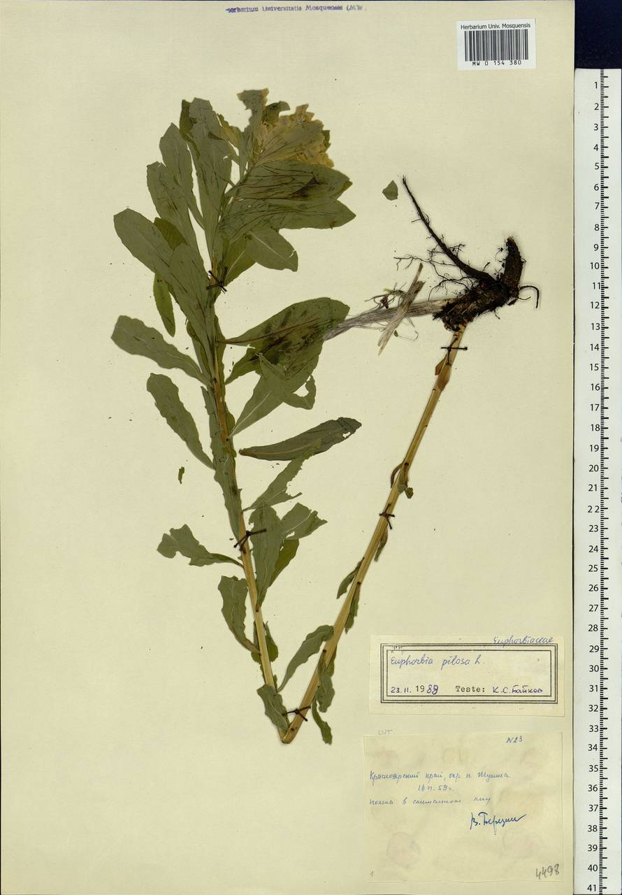 Euphorbia pilosa L., Siberia, Central Siberia (S3) (Russia)