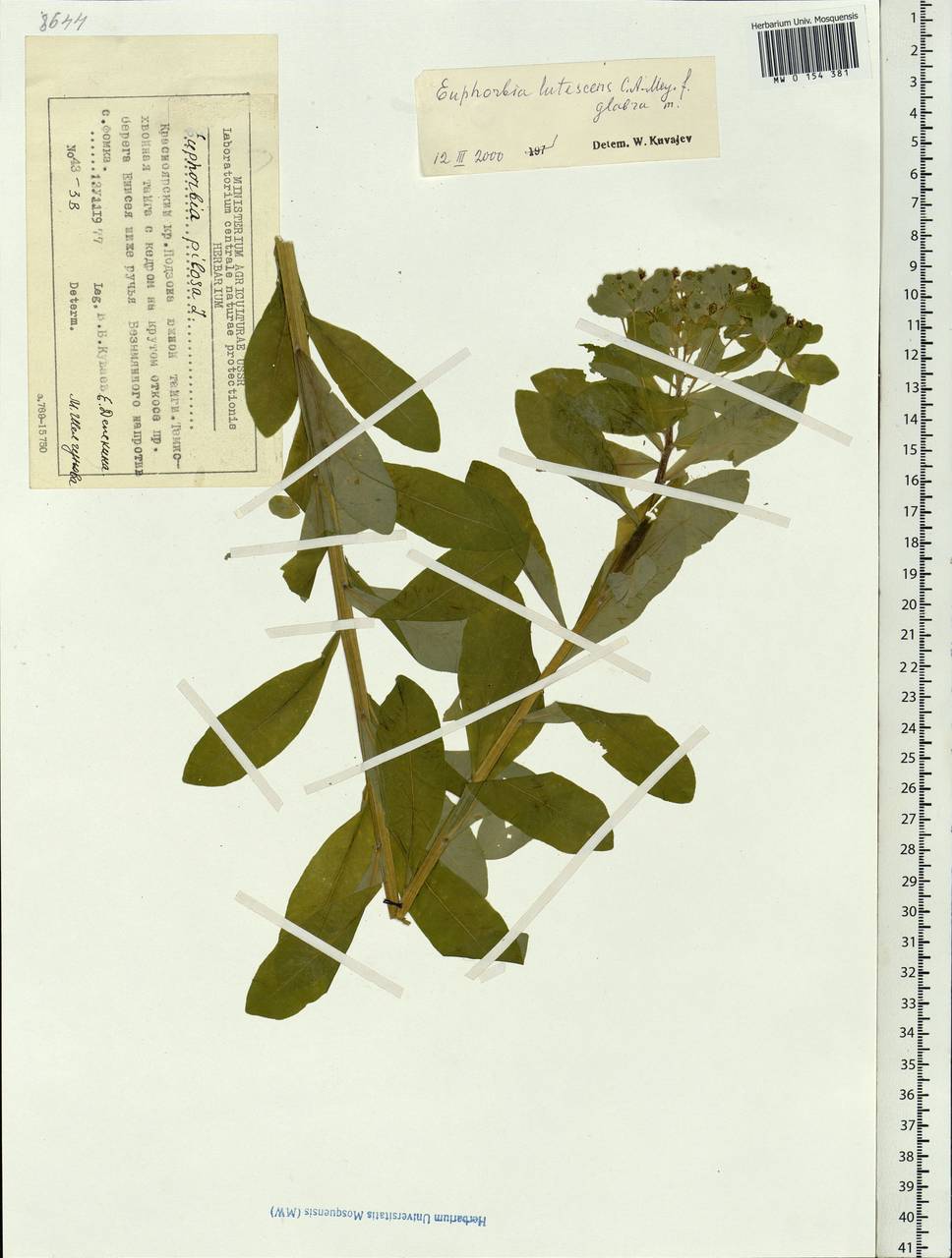 Euphorbia pilosa L., Siberia, Central Siberia (S3) (Russia)
