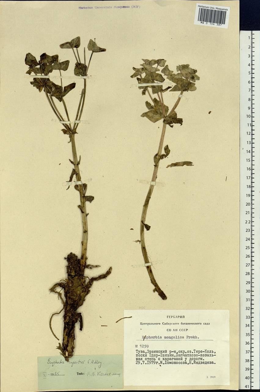 Euphorbia rupestris C.A.Mey. ex Ledeb., Siberia, Altai & Sayany Mountains (S2) (Russia)