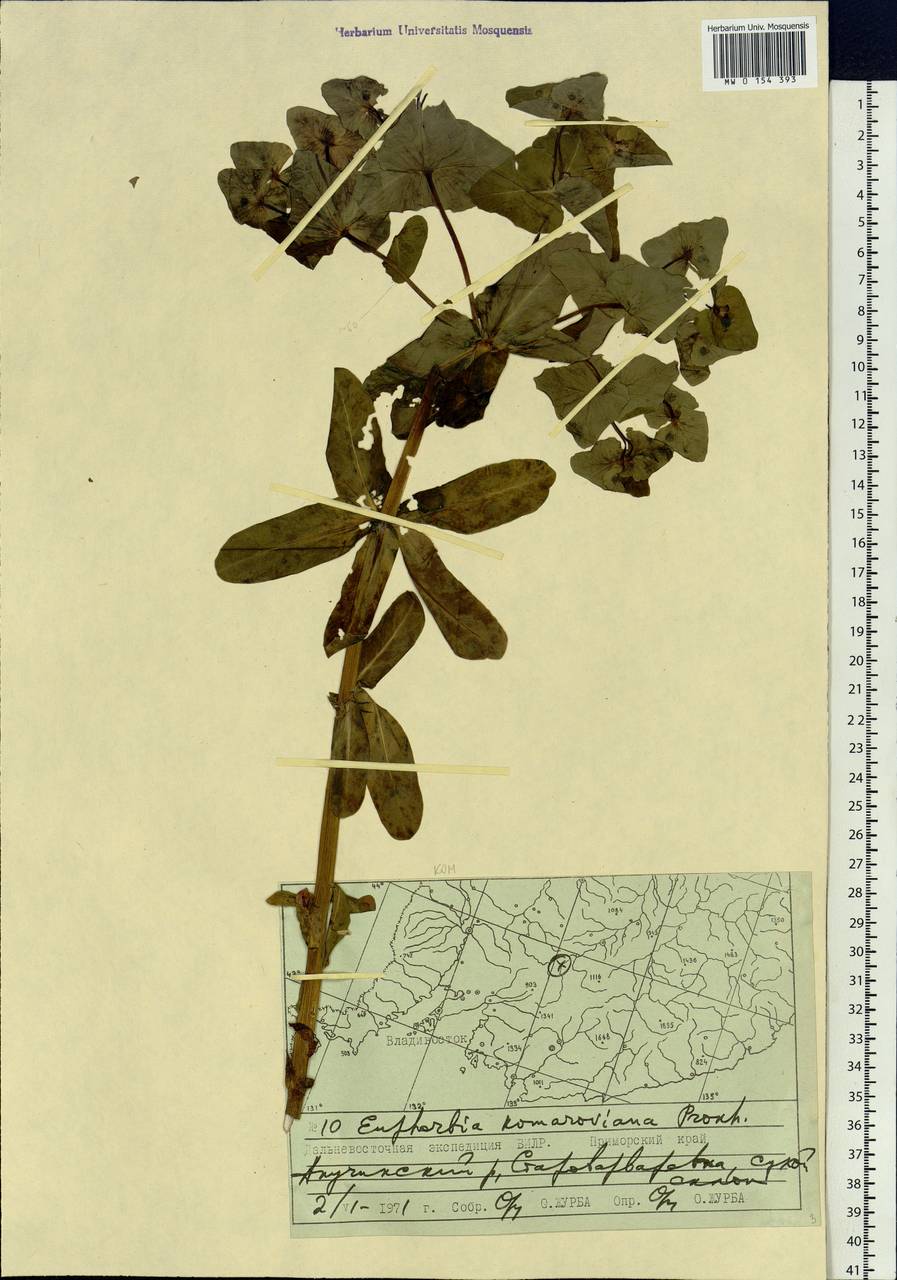 Euphorbia hylonoma Hand.-Mazz., Siberia, Russian Far East (S6) (Russia)