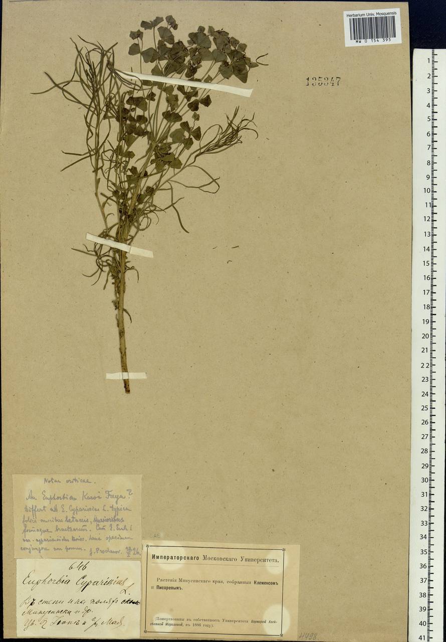 Euphorbia esula subsp. esula, Siberia, Altai & Sayany Mountains (S2) (Russia)