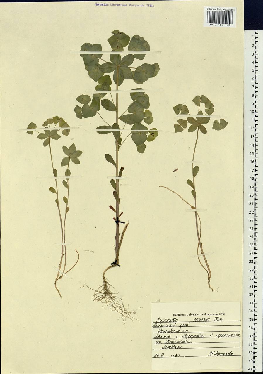 Euphorbia sieboldiana C.Morren & Decne., Siberia, Russian Far East (S6) (Russia)