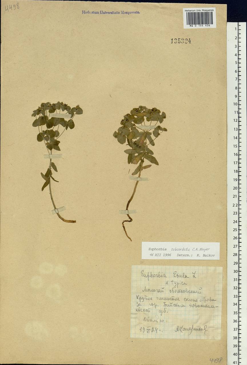 Euphorbia subcordata Ledeb., Siberia, Altai & Sayany Mountains (S2) (Russia)