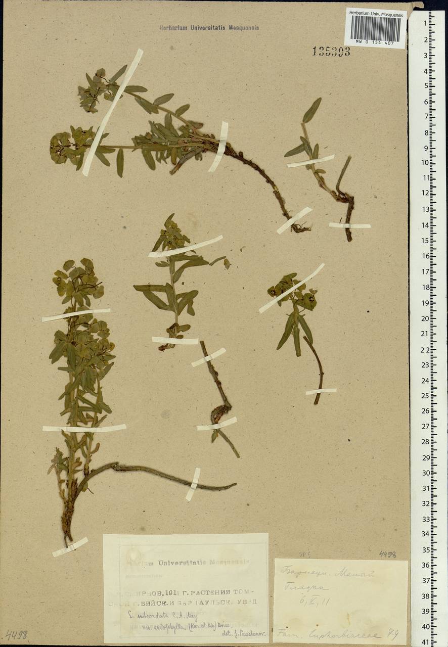 Euphorbia subcordata C.A.Mey. ex Ledeb., Siberia, Altai & Sayany Mountains (S2) (Russia)