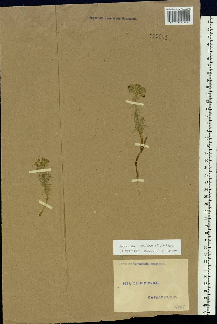 Euphorbia tshuiensis (Prokh.) Serg., Siberia, Altai & Sayany Mountains (S2) (Russia)