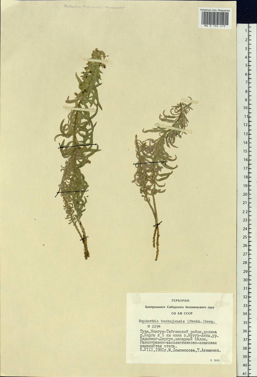 Euphorbia tshuiensis (Prokh.) Serg. ex Krylov, Siberia, Altai & Sayany Mountains (S2) (Russia)