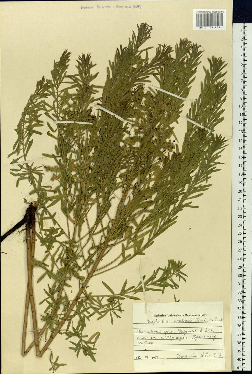 Euphorbia uralensis Fisch. ex Link, Siberia, Altai & Sayany Mountains (S2) (Russia)