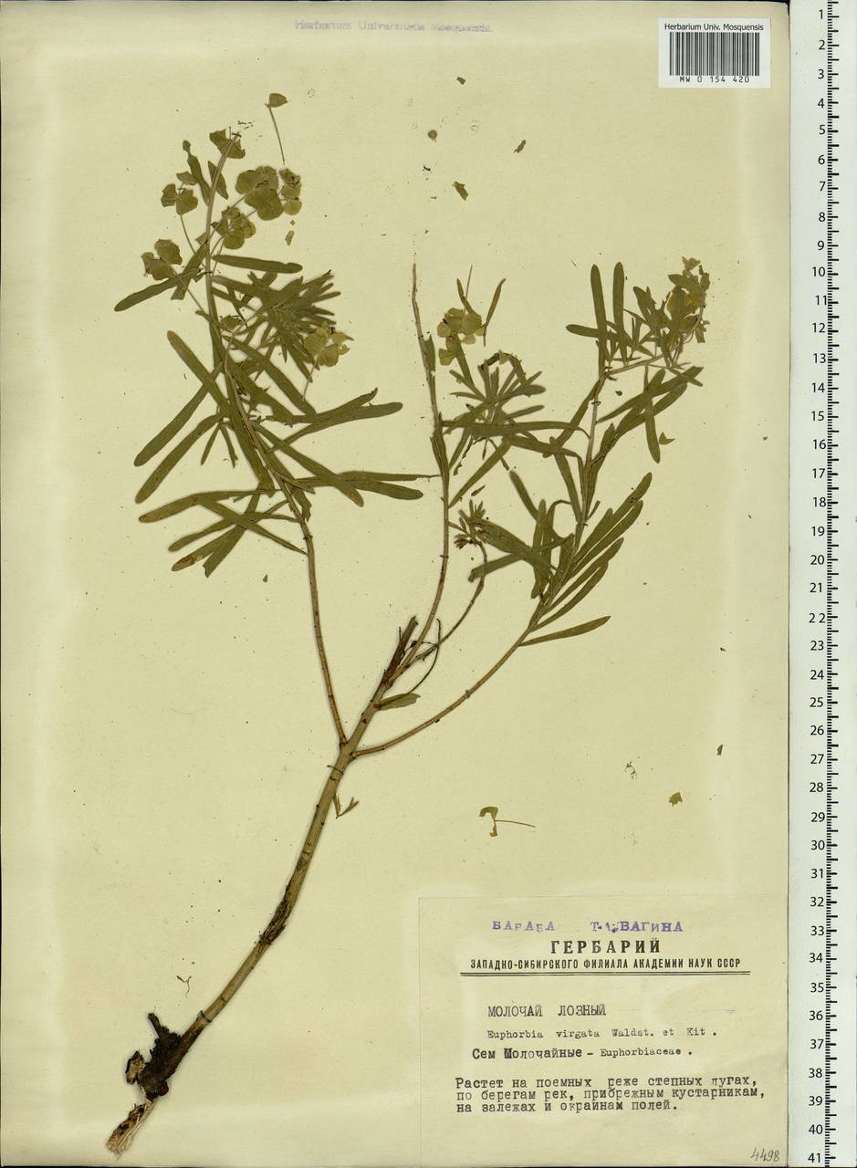 Euphorbia tommasiniana Bertol., Siberia, Western Siberia (S1) (Russia)