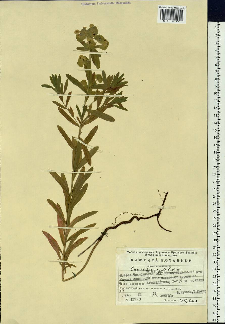 Euphorbia tommasiniana Bertol., Eastern Europe, Eastern region (E10) (Russia)