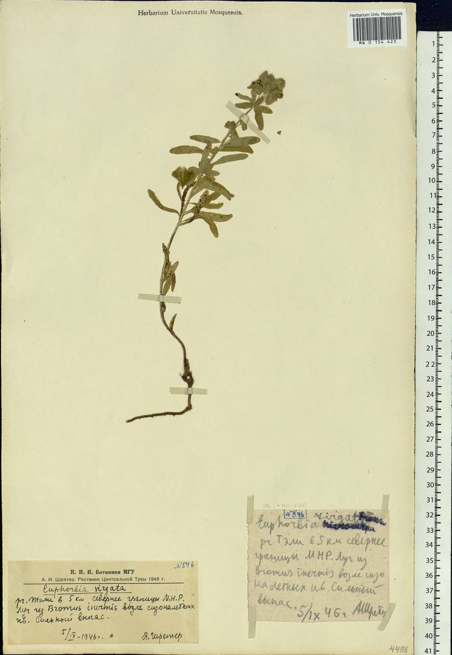 Euphorbia virgata Waldst. & Kit., Siberia, Altai & Sayany Mountains (S2) (Russia)