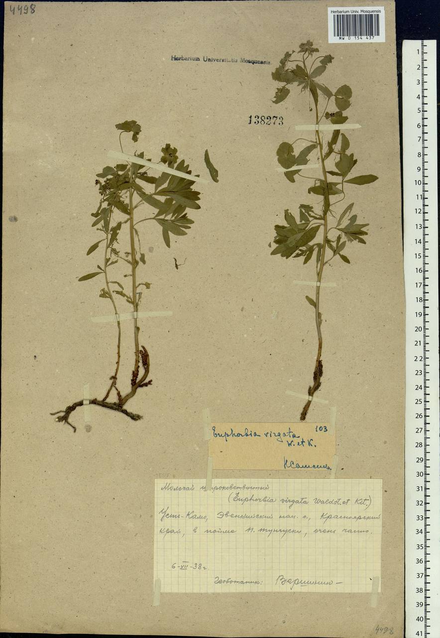 Euphorbia tommasiniana Bertol., Siberia, Central Siberia (S3) (Russia)