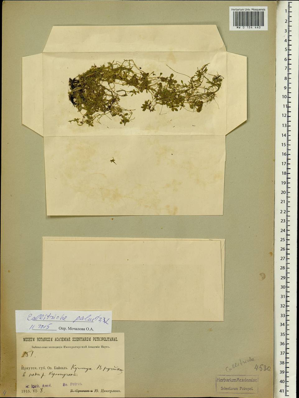 Callitriche palustris L., Siberia, Baikal & Transbaikal region (S4) (Russia)