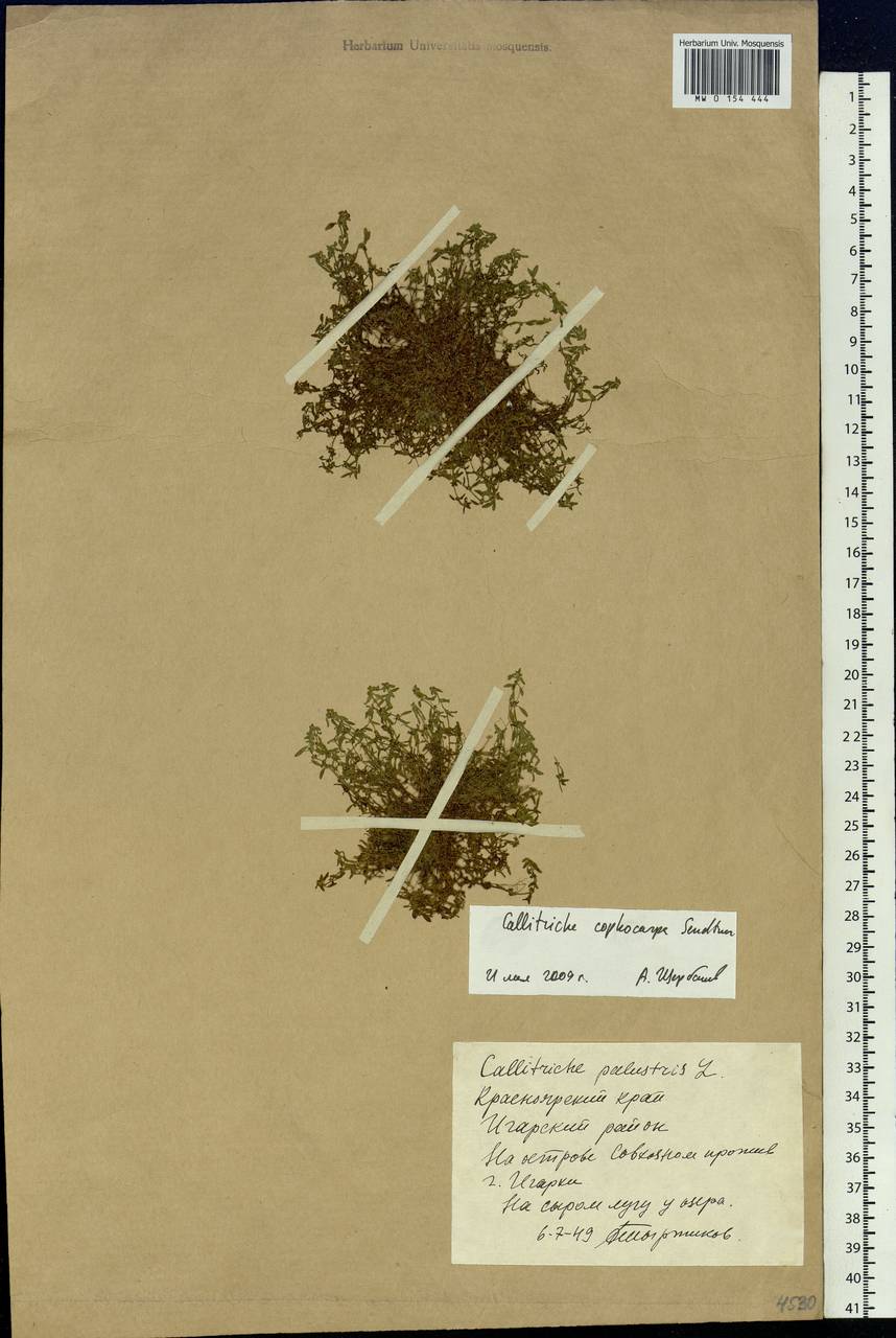 Callitriche cophocarpa Sendtn., Siberia, Central Siberia (S3) (Russia)