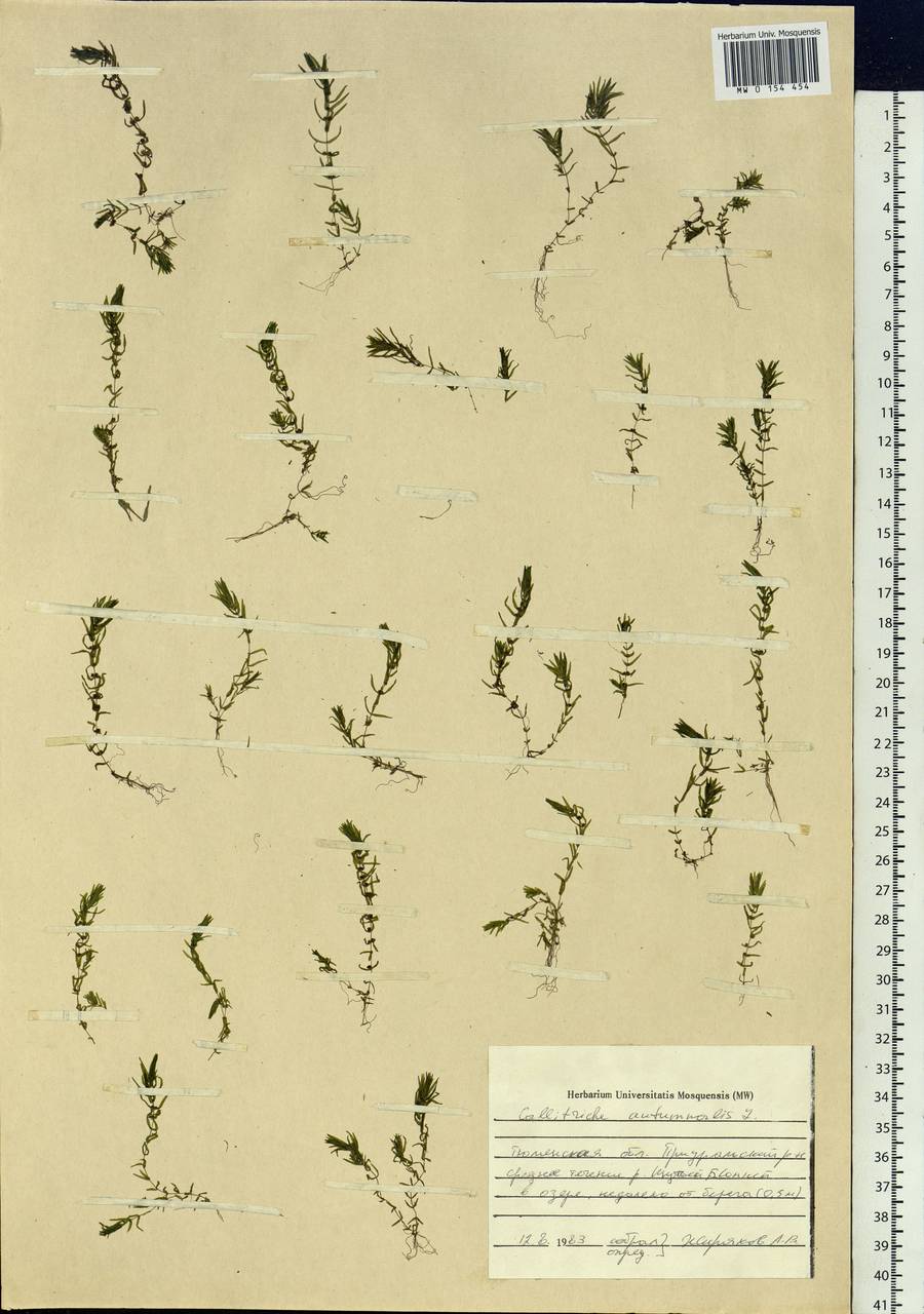 Callitriche hermaphroditica subsp. hermaphroditica, Siberia, Western Siberia (S1) (Russia)