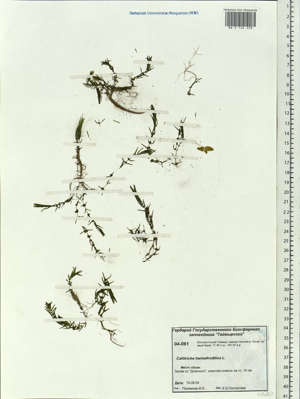 Callitriche hermaphroditica subsp. hermaphroditica, Siberia, Central Siberia (S3) (Russia)