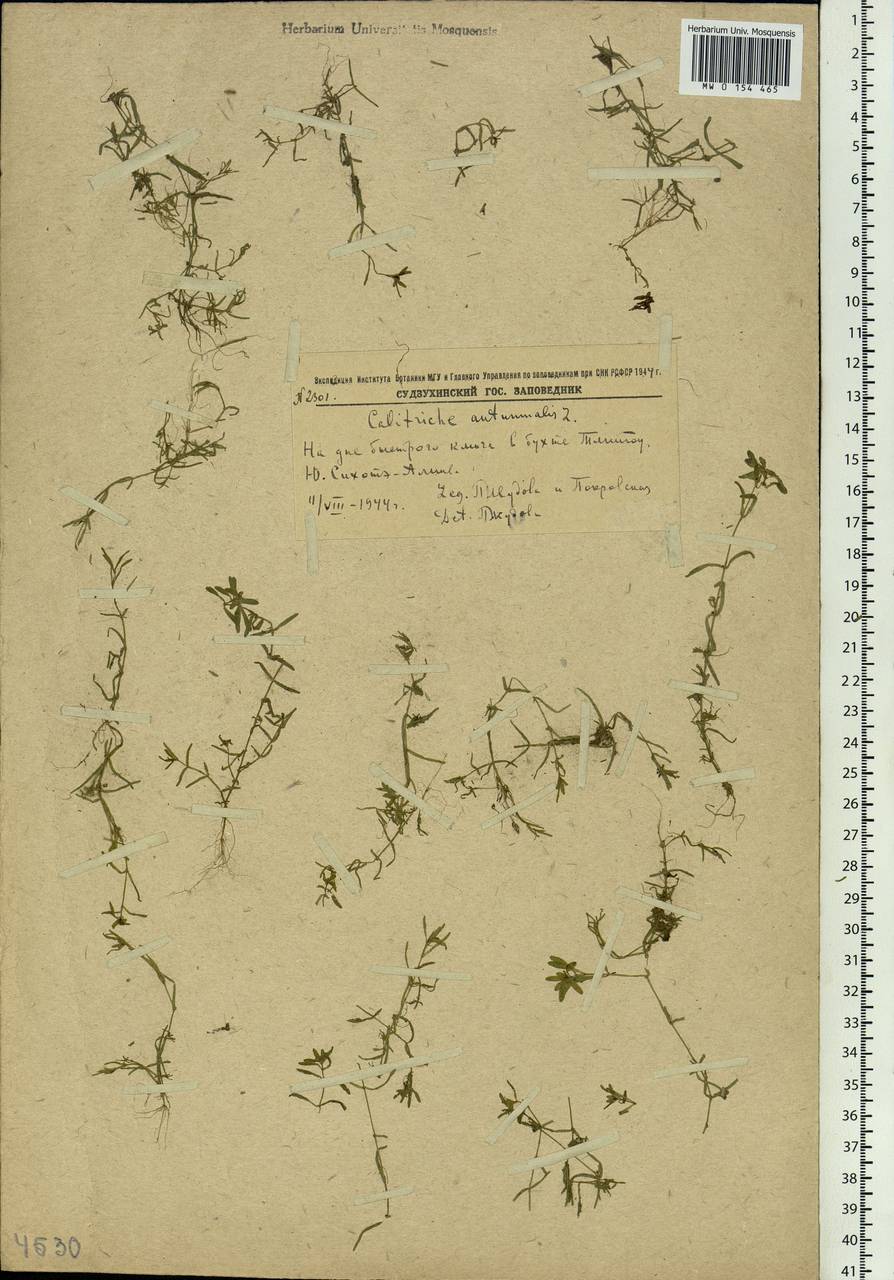 Callitriche hermaphroditica subsp. hermaphroditica, Siberia, Russian Far East (S6) (Russia)