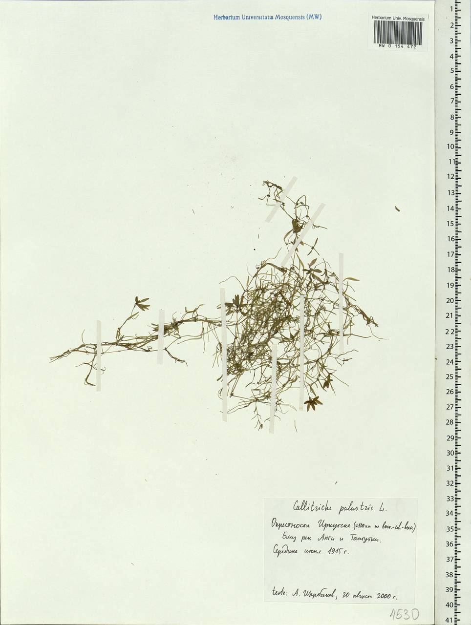 Callitriche palustris L., Siberia, Baikal & Transbaikal region (S4) (Russia)