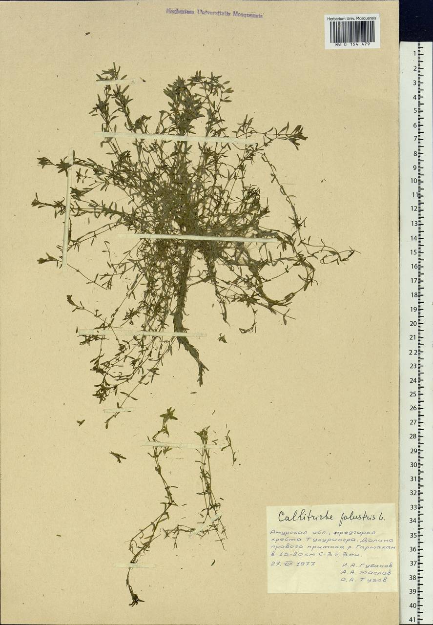 Callitriche palustris L., Siberia, Russian Far East (S6) (Russia)