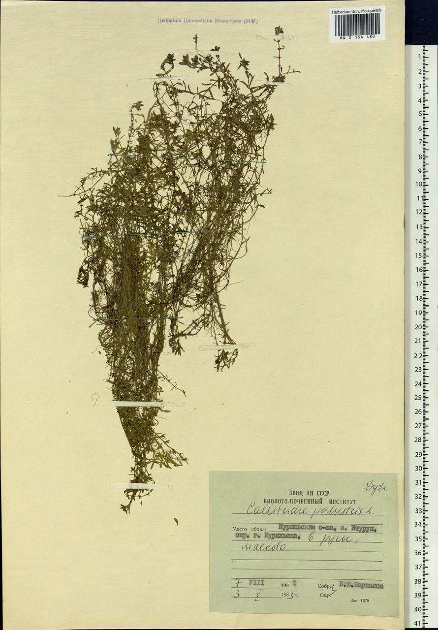 Callitriche palustris L., Siberia, Russian Far East (S6) (Russia)