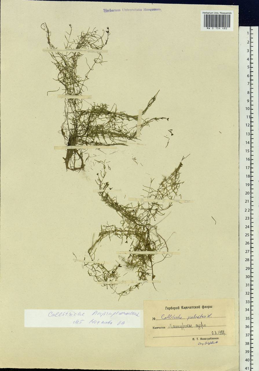 Callitriche hermaphroditica L., Siberia, Chukotka & Kamchatka (S7) (Russia)