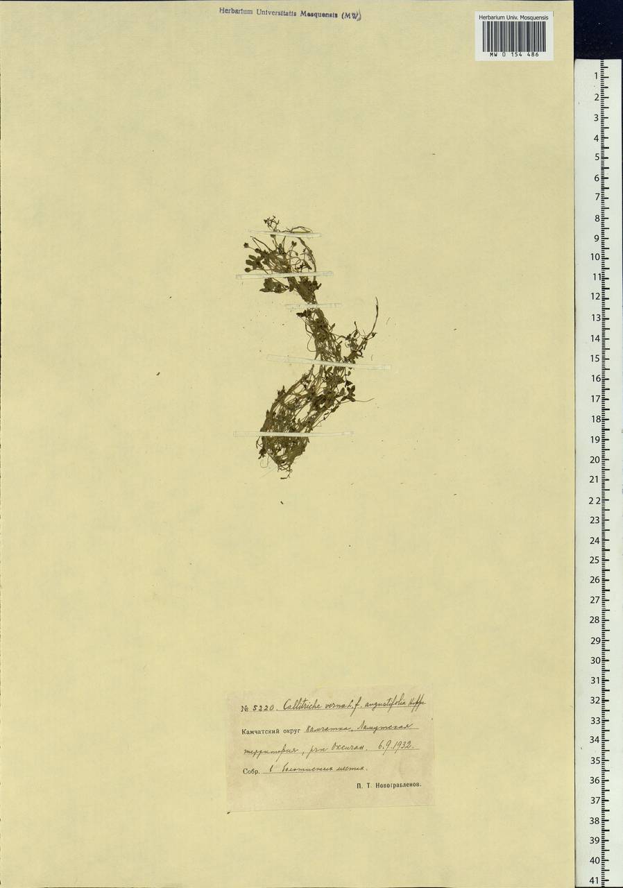 Callitriche palustris L., Siberia, Chukotka & Kamchatka (S7) (Russia)