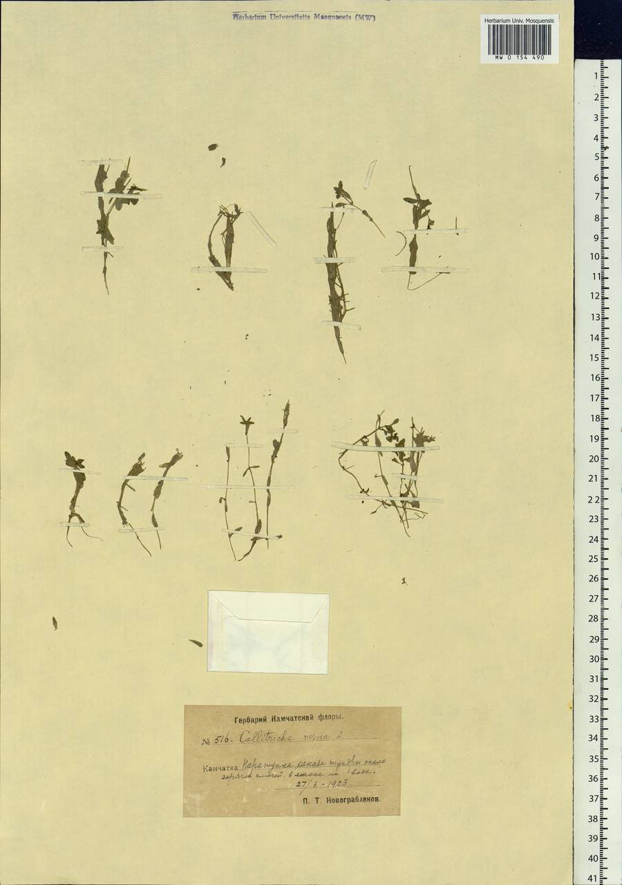 Callitriche palustris L., Siberia, Chukotka & Kamchatka (S7) (Russia)