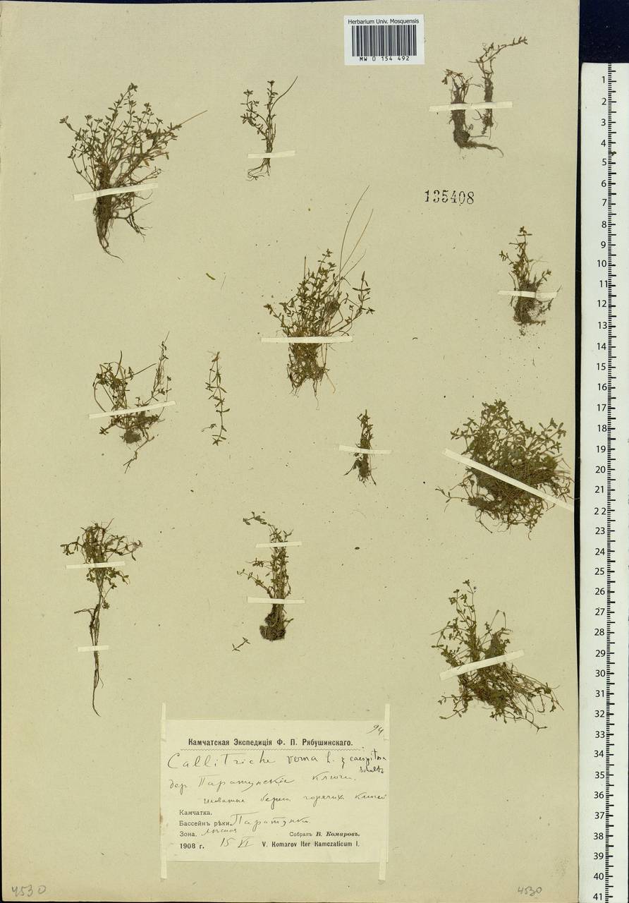 Callitriche palustris L., Siberia, Chukotka & Kamchatka (S7) (Russia)