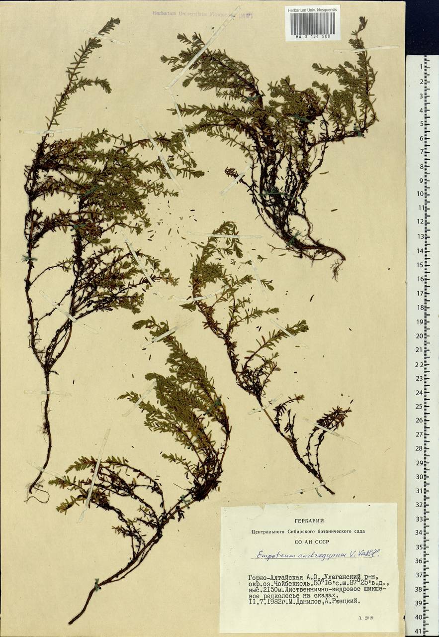 Empetrum nigrum subsp. androgynum (V. N. Vassil.) Kuvaev, Siberia, Altai & Sayany Mountains (S2) (Russia)