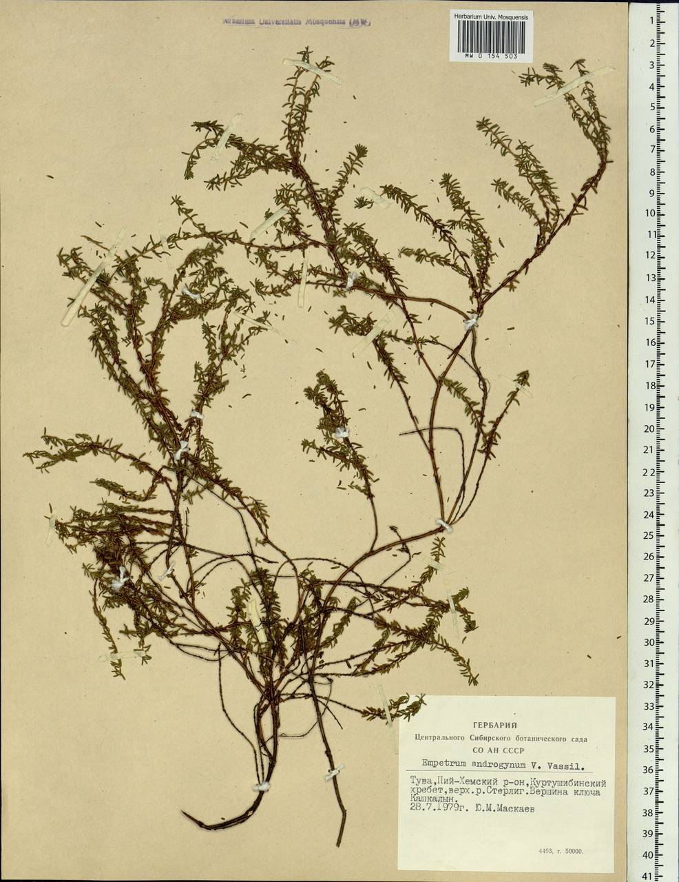 Empetrum nigrum subsp. androgynum (V. N. Vassil.) Kuvaev, Siberia, Altai & Sayany Mountains (S2) (Russia)