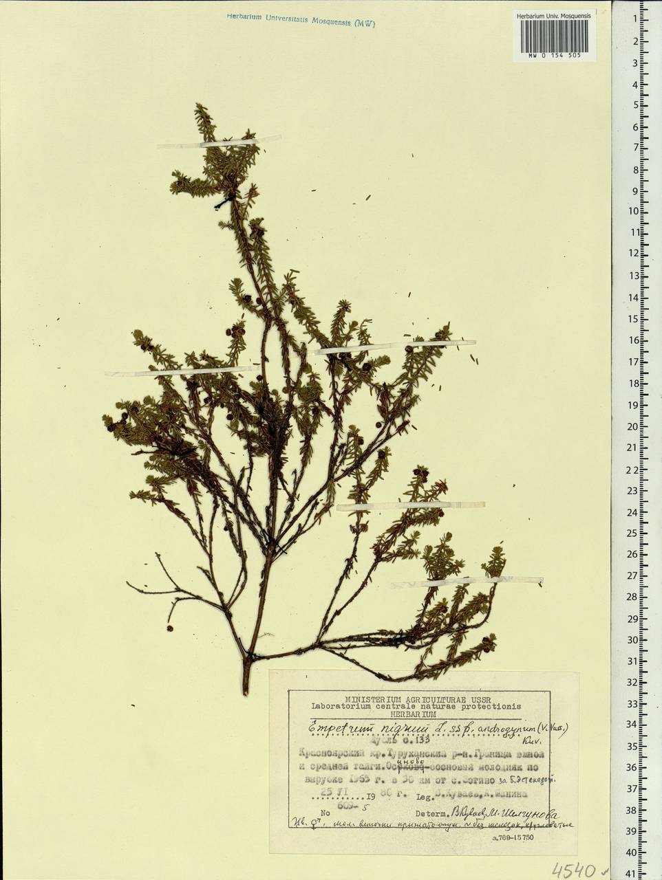 Empetrum nigrum subsp. androgynum (V. N. Vassil.) Kuvaev, Siberia, Central Siberia (S3) (Russia)