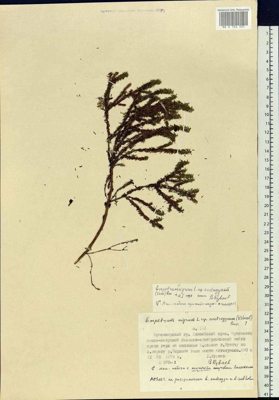 Empetrum nigrum subsp. androgynum (V. N. Vassil.) Kuvaev, Siberia, Central Siberia (S3) (Russia)