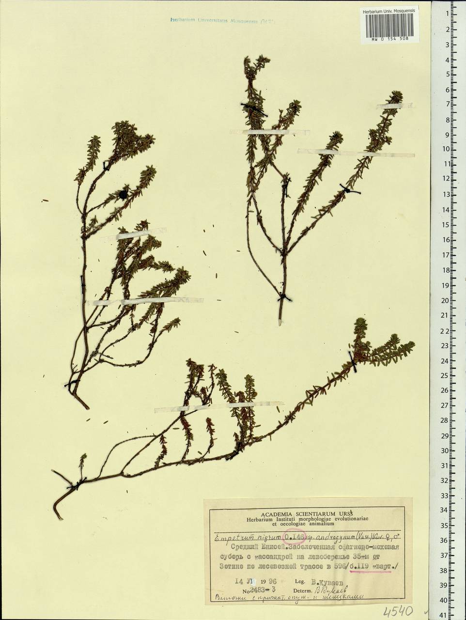 Empetrum nigrum subsp. androgynum (V. N. Vassil.) Kuvaev, Siberia, Central Siberia (S3) (Russia)