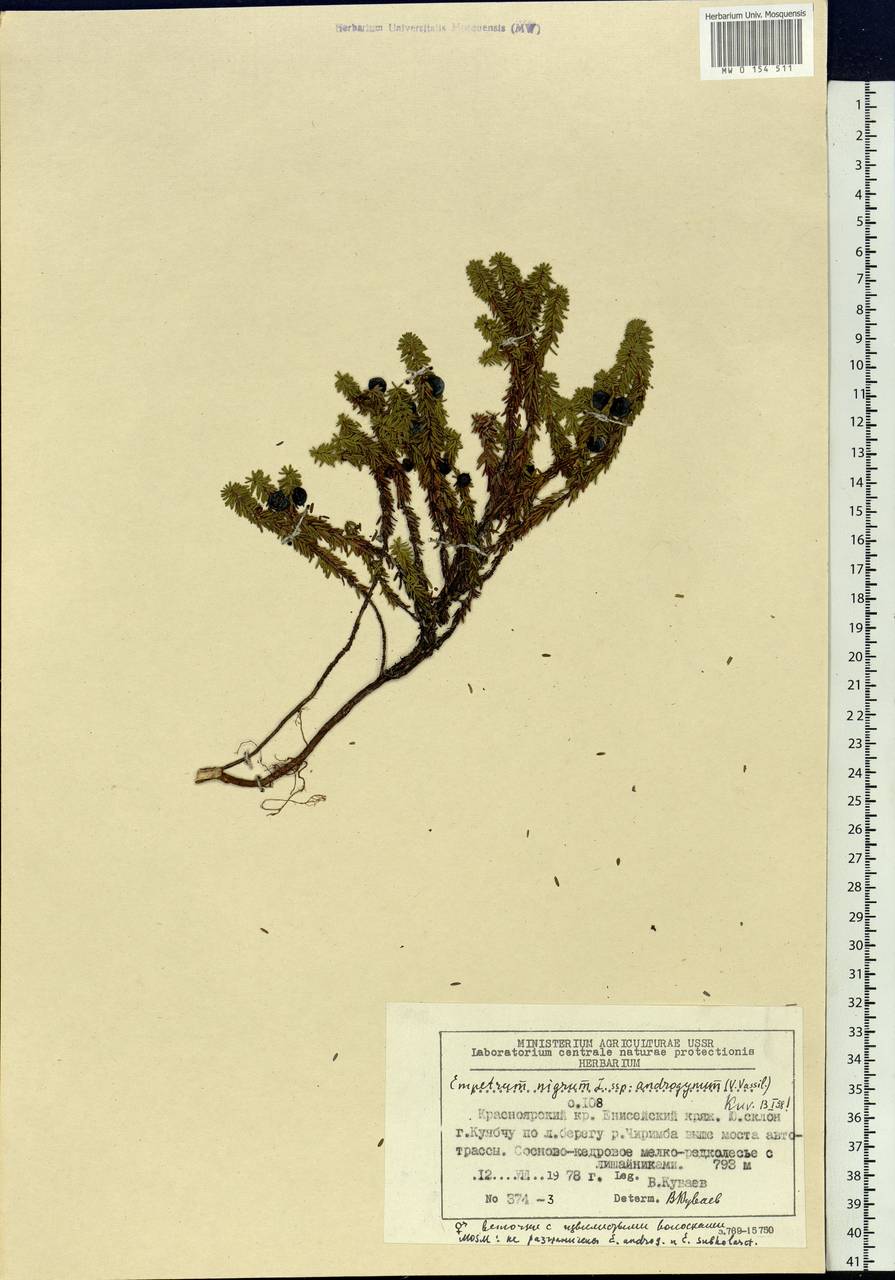 Empetrum nigrum subsp. androgynum (V. N. Vassil.) Kuvaev, Siberia, Central Siberia (S3) (Russia)