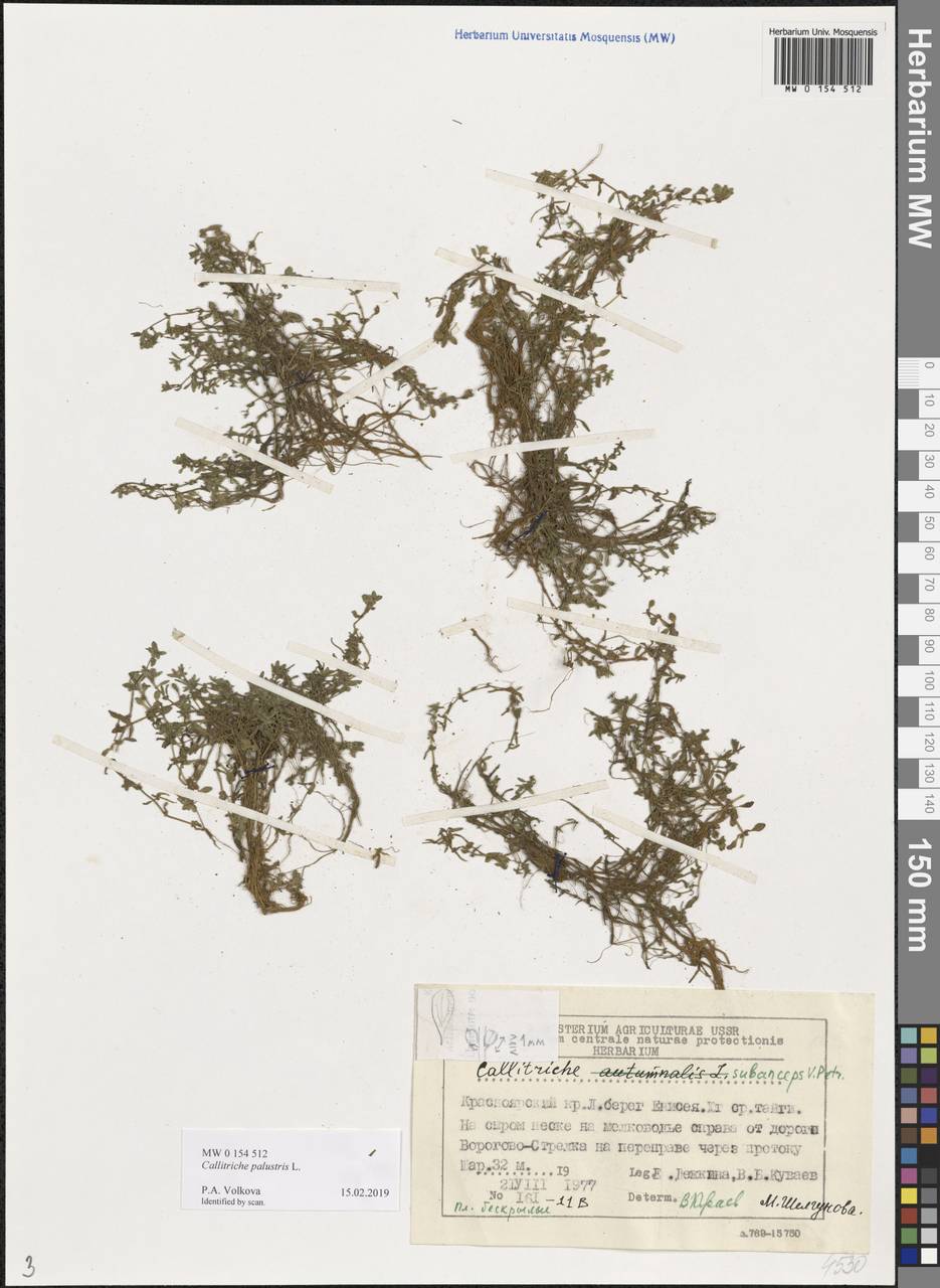 Callitriche palustris L., Siberia, Central Siberia (S3) (Russia)
