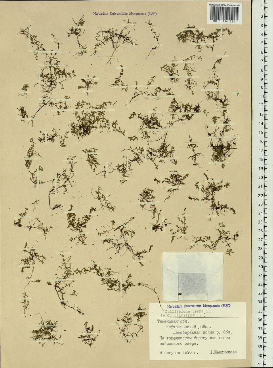 Callitriche palustris L., Siberia, Western Siberia (S1) (Russia)