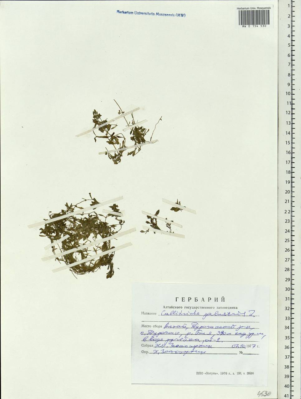 Callitriche palustris L., Siberia, Altai & Sayany Mountains (S2) (Russia)