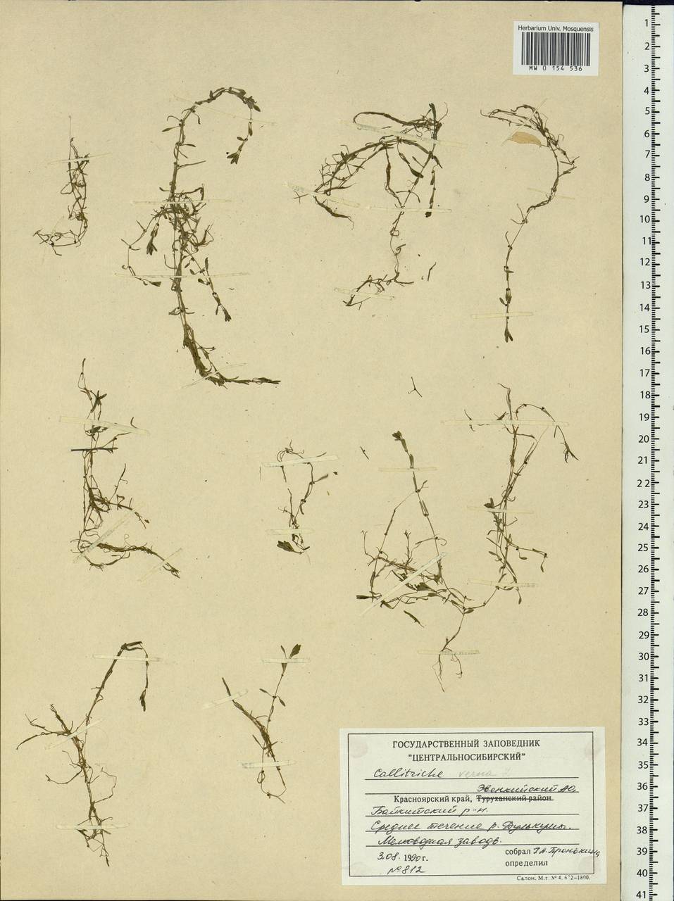 Callitriche palustris L., Siberia, Central Siberia (S3) (Russia)