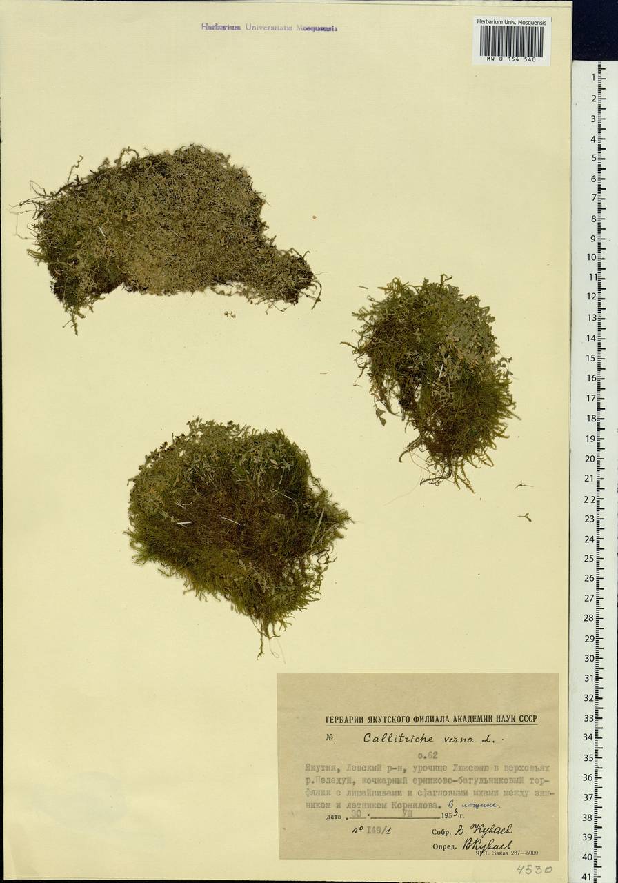 Callitriche palustris L., Siberia, Yakutia (S5) (Russia)