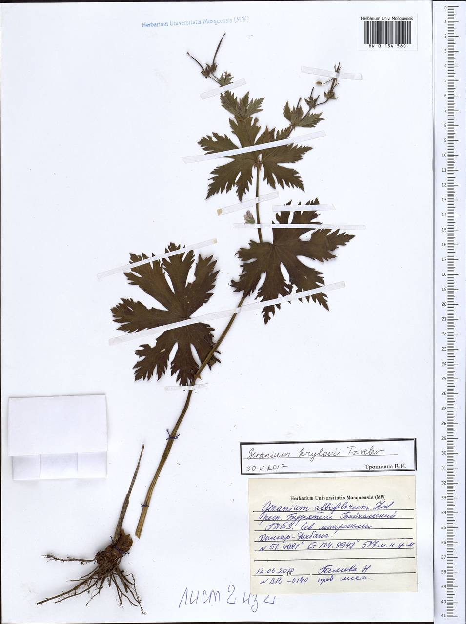 Geranium albiflorum Ledeb., Siberia, Baikal & Transbaikal region (S4) (Russia)