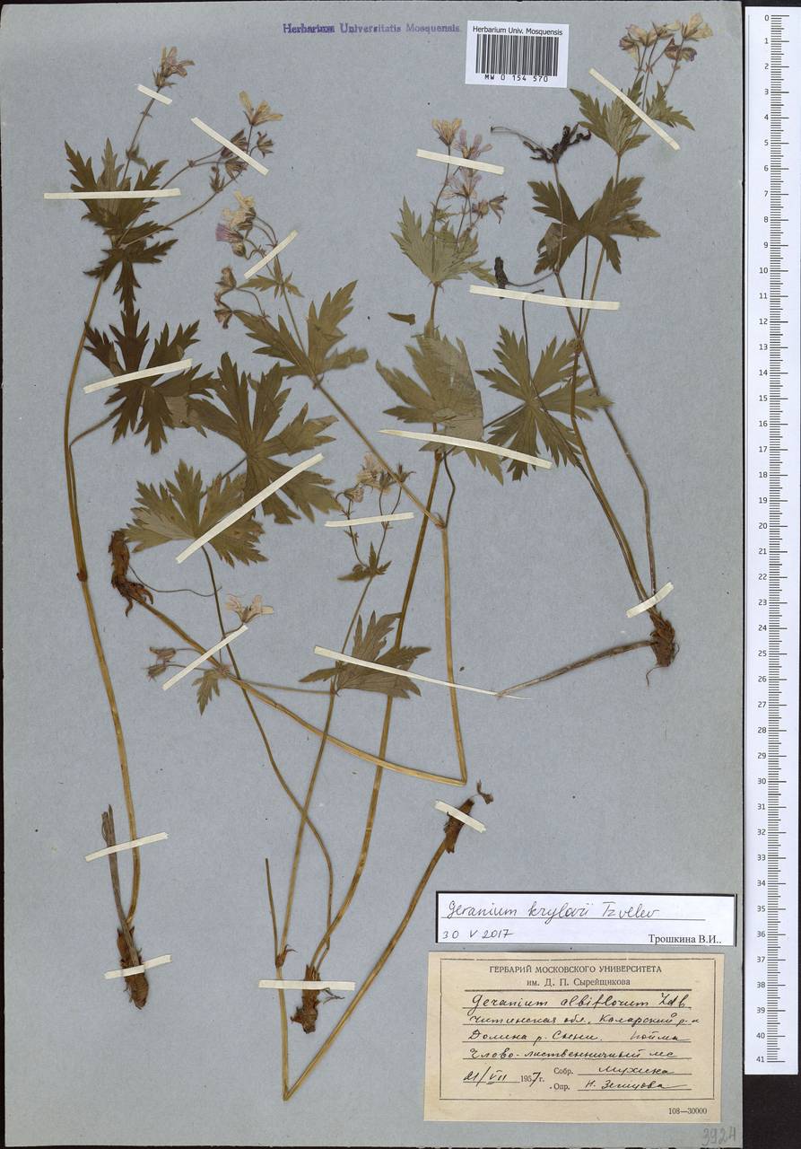 Geranium albiflorum Ledeb., Siberia, Baikal & Transbaikal region (S4) (Russia)