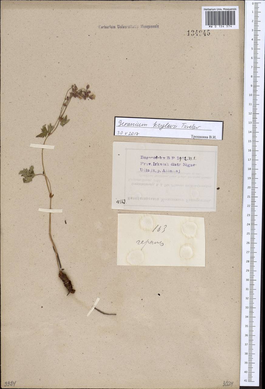 Geranium albiflorum Ledeb., Siberia, Baikal & Transbaikal region (S4) (Russia)