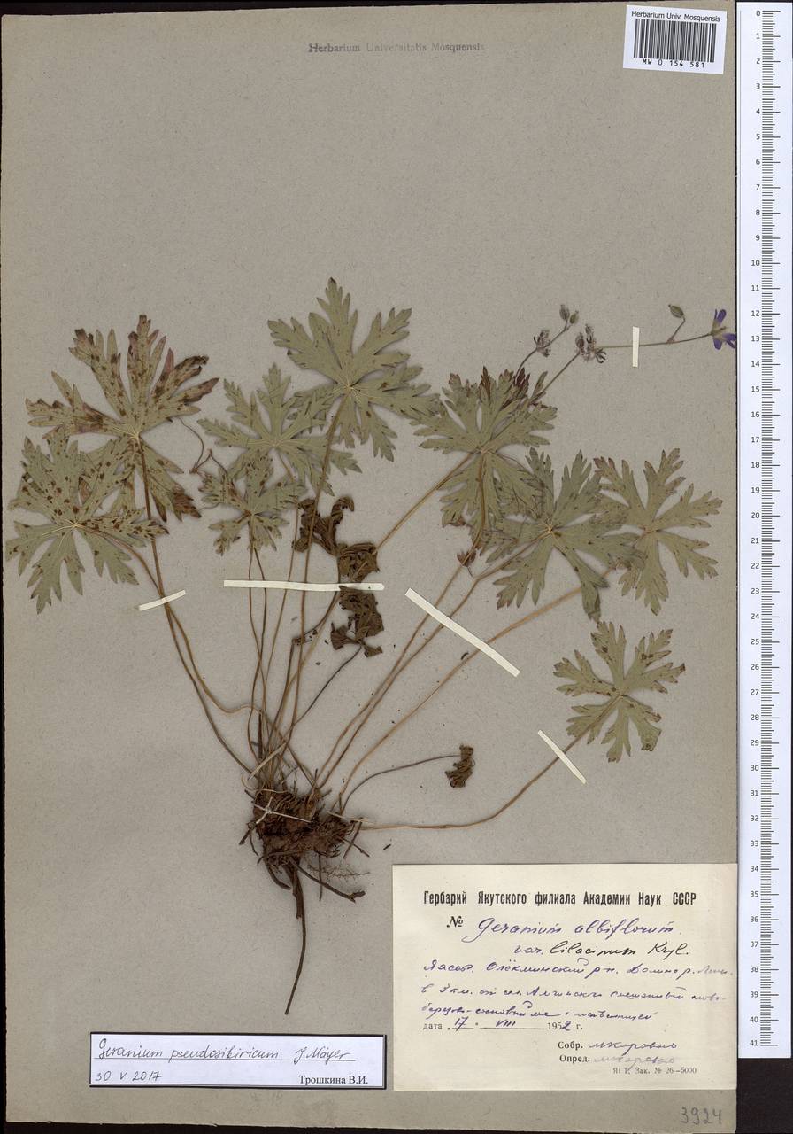 Geranium pseudosibiricum J. Mayer, Siberia, Yakutia (S5) (Russia)