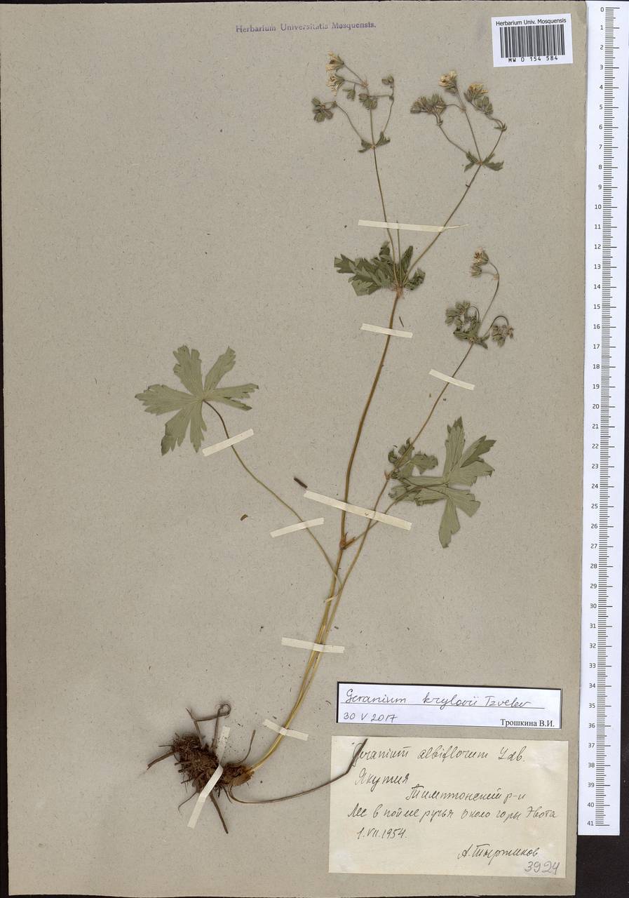 Geranium sylvaticum L., Siberia, Yakutia (S5) (Russia)