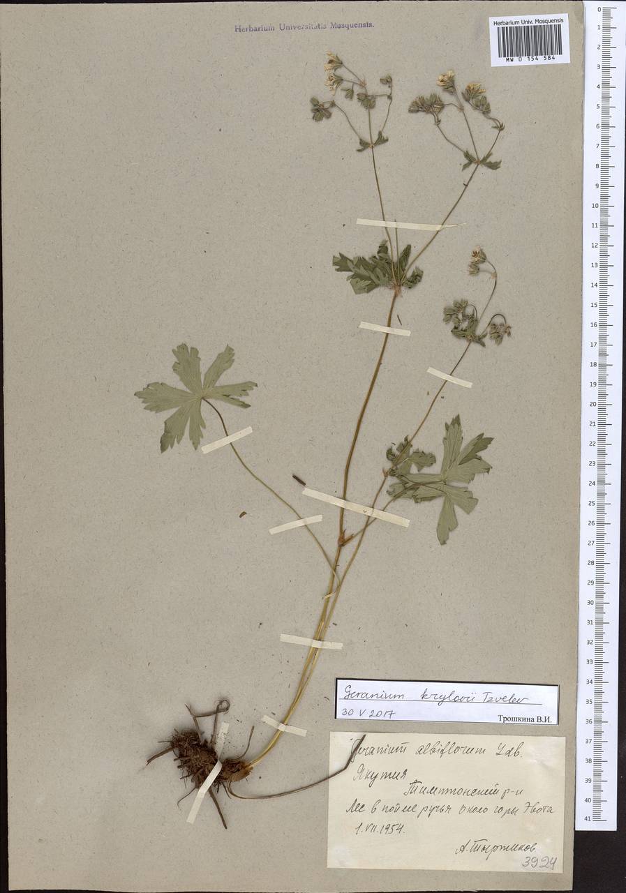 Geranium albiflorum Ledeb., Siberia, Yakutia (S5) (Russia)