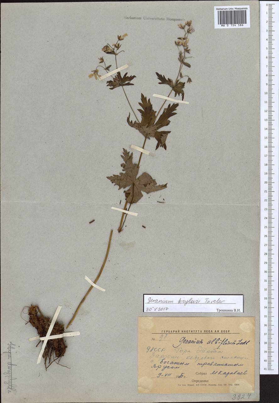 Geranium sylvaticum L., Siberia, Yakutia (S5) (Russia)